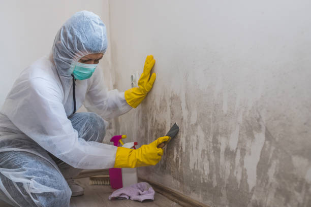 Best Local Mold Removal Service  in Del Norte, CO