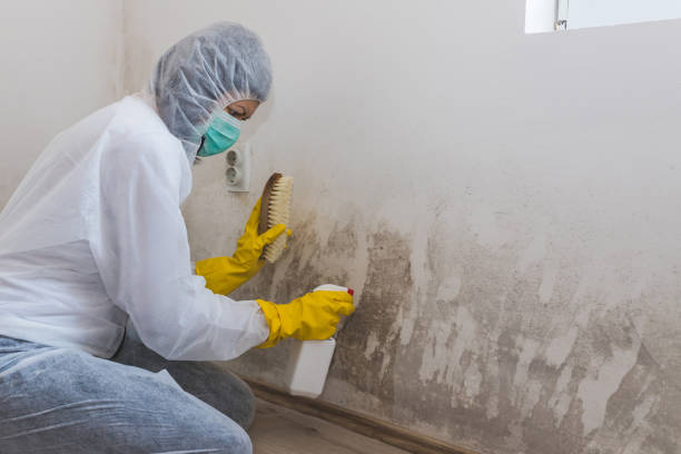 Reliable Del Norte, CO Mold Removal Solutions