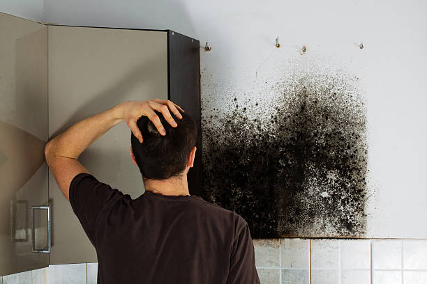 Crawl Space Mold Removal in Del Norte, CO