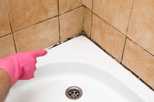 Best Crawl Space Mold Removal  in Del Norte, CO