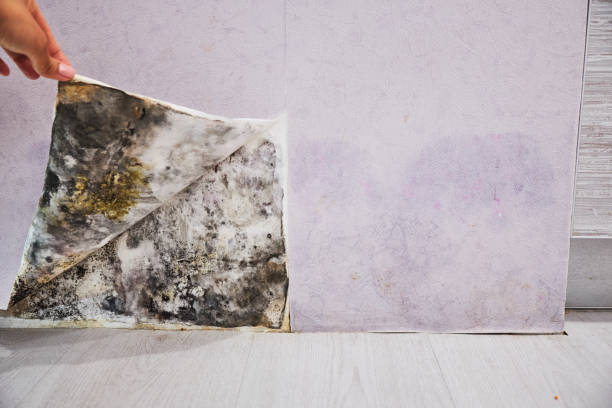 Best Emergency Mold Removal  in Del Norte, CO